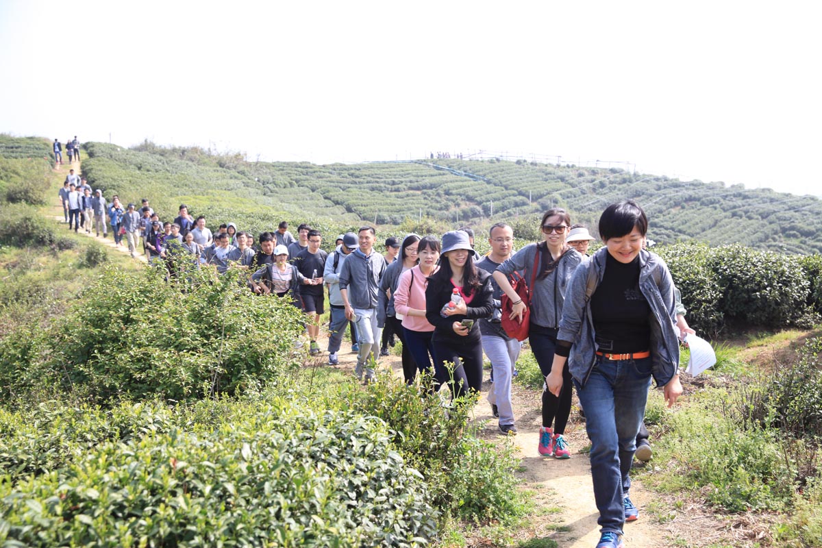 龍塢茶園戶外路線